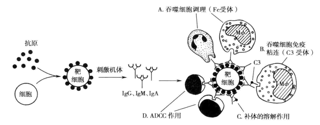 图7-4 II型超敏反应的发生机制示意图